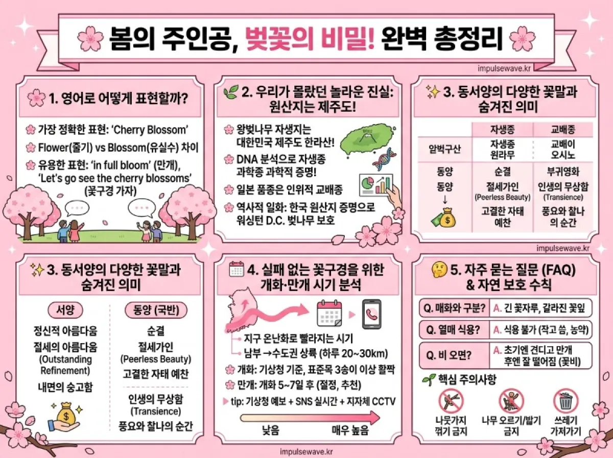 벚꽃 영어로 개화시기, 유래, 꽃말 BEST 5 핵심